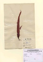 藏品(Grateloupia sp.)的圖片